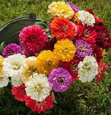 Giant Dahlia Flowered Mix Zinnia Seed Johnny S Selected Seeds Dahlia Flower Zinnias Heat Tolerant Flowers