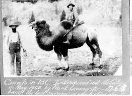 Camels can store water in their humps and this is why camels are used. Golden Country Past Present And Beyond Camels In The Cariboo Ashcroft Cache Creek Journal