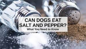 Can Dogs Eat Salt And Pepper What You Need To Know Spoiled Hounds