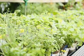 Möchten sie die welt der kräuter für sich entdecken? Ihr Krauterbeet Im Garten Selbst Anlegen