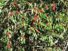 Image result for Ilex mitis