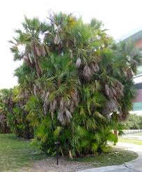 Image result for Acoelorrhaphe wrightii