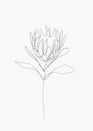 Emma Ryan Copyright Protea Single Line Drawing Flower Line Drawings Line Drawing Tattoos Drawing Artwork