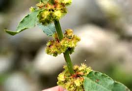 Image result for Rumex nepalensis