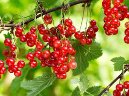 Johannisbeeren Pflanzen Pflegen Und Ernten Johannisbeeren Pflanzen Pflanzen Und Garten Pflanzen
