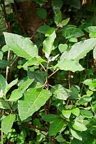 Image result for Vernonia kirungae