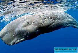 Paus sperma atau physeter macrocephalus merupakan salah satu jenis paus terbesar di dunia. Paus Sperma Gergasi Bawah Air Mamalia
