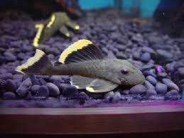 L047 Baryancistrus Sp Magnum 2020 Yuzgec Yuzme Cinsiyet