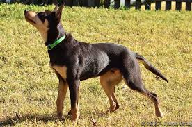 Pin By Jas Sam On Black And Tan Australian Kelpie Dog Australian Kelpie Dog Breeds