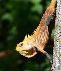 Pin On Reptiles