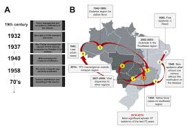Last summer's dengue fever outbreak in. Viruses Free Full Text Re Emergence Of Yellow Fever In Brazil During 2016 2019 Challenges Lessons Learned And Perspectives Html
