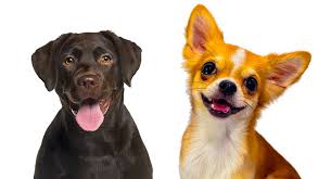 Discover the 34 most amazing and best chihuahua mixes you really need to see. Chihuahua Lab Mix What To Expect From This Unusual Mix