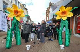 Giant daffodils invade Rhyl to mark St David's Day