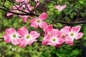 Pink flowering dogwood is a cold hardy deciduous tree with small flowers surrounded by pink bracts on bare branches in spring. Pink Flowers On A Dogwood Tree Stock Photo Dissolve