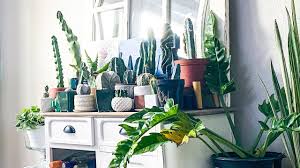 But if not, here's what you need to do to force it into dormancy. My Complete Cactus Collection Showing You Literally All Of My Cacti Youtube