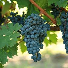 We did not find results for: Buy Cabernet Sauvignon Grafted Grape Vines For Sale Double A Viney
