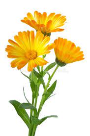 Three Calendula Flowers Herbs Three Calendula Flowers Isolated On The White Ba Ad Herbs Flowers Calendul Botanical Flowers Calendula Flower Sketches