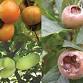 A Fall Edible Landscaping Walk at Cricket Hill...
