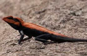 Learn how to get rid of lizards humanely and. How Urban Lizards Are Changing Their Lifestyles To Make Cities Their Home