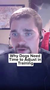 Koru K9: Transform Your Dog's Behavior with Training