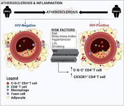 Chan bee peng/ na macalister road, 10400 penang chanbp@tm.net.my mr dicky ng 26 sams management services suite i, 2nd floor. Anticytomegalovirus Cd4 T Cells Are Associated With Subclinical Atherosclerosis In Persons With Hiv Arteriosclerosis Thrombosis And Vascular Biology