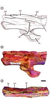 Caudal Vertebrae Of Pandoravenator Fernandezorum Mpef Pv 1733 19 1 2 Download Scientific Diagram