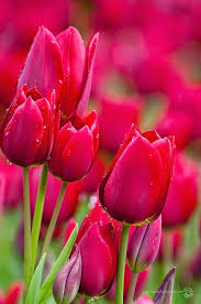 Top 5 Most Beautiful Flowers In The World Stunning Nature Beautiful Flowers Most Beautiful Flowers Tulips Flowers