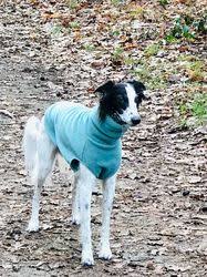 Join facebook to connect with jessie james splunge and others you may know. Silken Windsprite Longhaired Whippet The Breed Archive