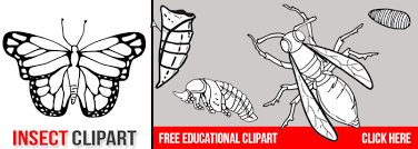 Black And White Homeschool Clipart Homeschool Clipart Plant Life Cycle Worksheet Free Clip Art Clip Art