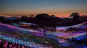 Bing Hd Wallpaper Jan 3 2020 Field Of Light At Sensorio By Bruce Munro Bing Wallpaper Gallery Paso Robles Natural Landmarks Installation Art