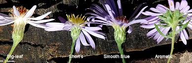 Image result for Aster chimanimaniensis