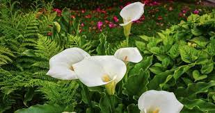 Crassula ovata tüm dünya'da diğer adıyla para ağacı olarakta anılır. Para Cicegi Evin Neresinde Durmali Para Cicegi Bakimi Ve Ozellikleri Son Dakika Haberler