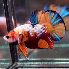Live Betta Fish Fancy Nemo Koi Multi Color Galaxy Halfmoon Plakat Male 104 Betta Betta Fish Fish