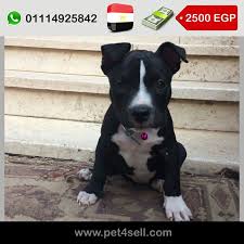 مصر القاهرة كلبة امريكان بولى عمر 85 يوم مطعمه خماسى و معاها شهادة pet4sell staffordshire terrier dogs american staffordshire terrier