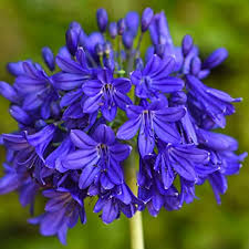 Agapanthus Flower African Blue Lily Plant Drought Tolerant Dark Blue Exotic Blooms Low Maintenance Hardy Perennial 2 X 9cm Potted Agapanthus Flower Of Love By Thompson And Morgan Amazon Co Uk Garden
