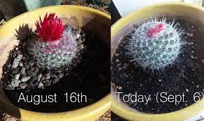 Feed your old lady cactus with fertilizer. Is My Old Lady Cactus Growing And Will This Fake Flower And Glue Eventually Fall Off It Seems To Have Already Shifted To The Side Cactus