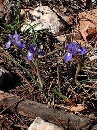Image result for Moraea niassensis