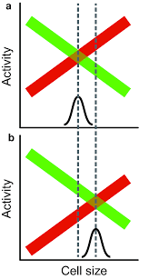 We did not find results for: Scaling Gene Expression For Cell Size Control And Senescence In Saccharomyces Cerevisiae Springerlink