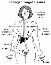 Image result for Estrogen