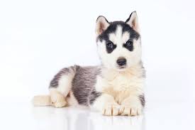 Where Does A Husky Live Can It Survive At Home