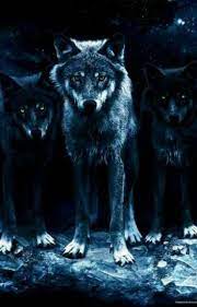 The Lone Wolf Finds A Pack Wolf Dog Animals Wolf Spirit