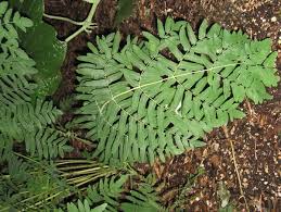Image result for Osmunda regalis