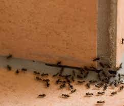 Ants have a way of sneaking up on you. How To Get Rid Of Ants Once And For All Rid Of Ants Get Rid Of Ants Black Ants