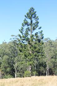 Image result for Araucaria cunninghamii