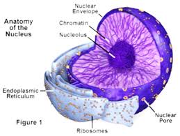 Check spelling or type a new query. Draw A Well Labelled Diagram Of An Eukaryotic Nucleus How Is It Different From Nucleoid Sarthaks Econnect Largest Online Education Community