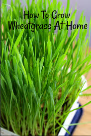 Rinse the seeds in cool clean water using a colander with very small holes or a strainer. Wheatgrass How To Grow Wheatgrass At Home