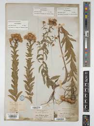 Image result for Pentanema