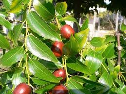 Dapat juga digunakan sebagai masker untuk kecantikan serta. Bibit Daun Bidara Buah Bidara Khasiat Daun Bidara Bagi Kesehatan