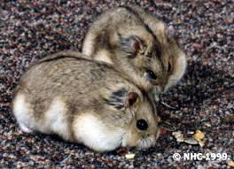 Maybe you would like to learn more about one of these? Campbell S Russian Hamster