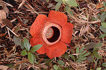 We did not find results for: Rafflesia Wikipedia Bahasa Indonesia Ensiklopedia Bebas